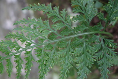 Asplenium ritoense