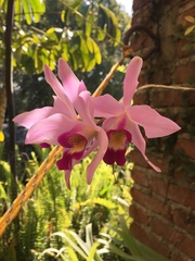 Laelia anceps