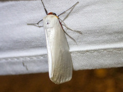 Thalaina selenaea