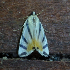 Dichogama prognealis