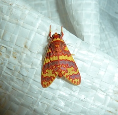 Trichromia persimilis
