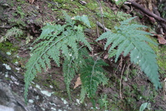 Asplenium ritoense