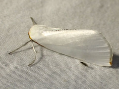 Thalaina selenaea