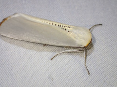 Thalaina selenaea