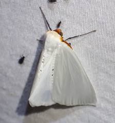Thalaina selenaea