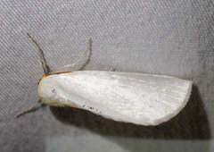 Thalaina selenaea