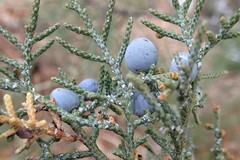 Juniperus occidentalis