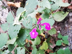 Scutellaria seleriana