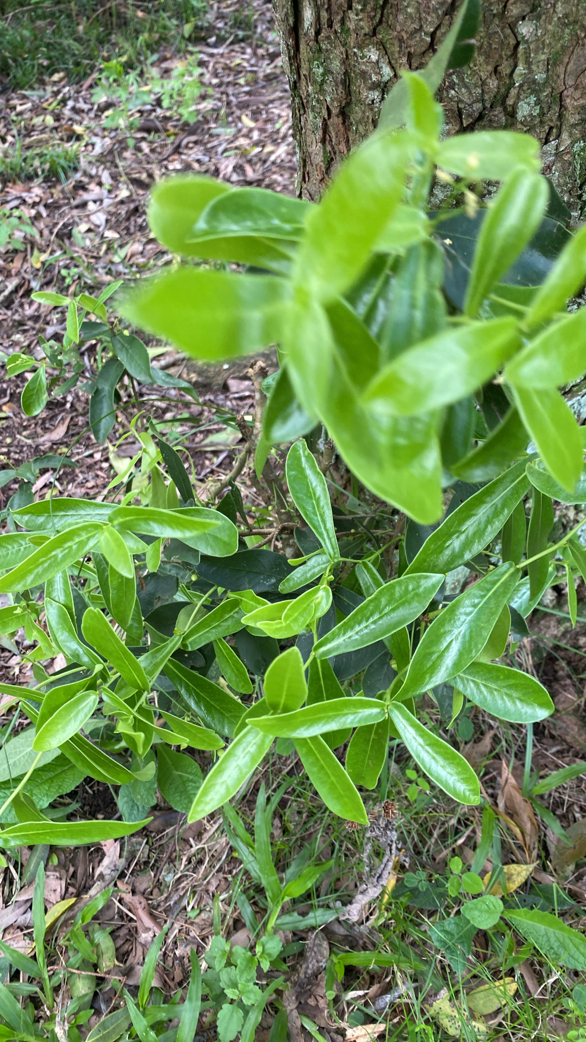Daphnopsis racemosa
