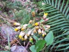 Schistocarpha eupatorioides