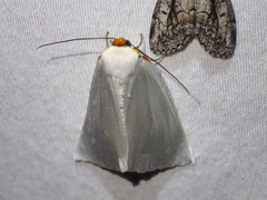 Thalaina selenaea