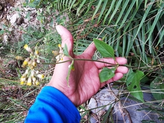 Schistocarpha eupatorioides
