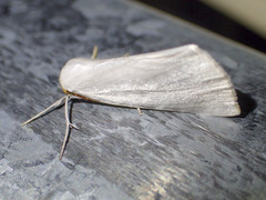 Thalaina selenaea