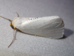Thalaina selenaea