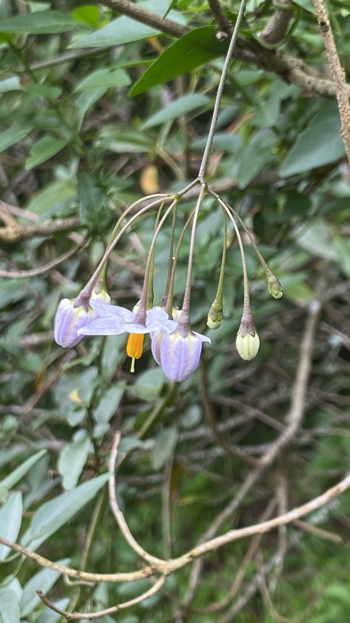 Solanum laxum