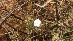 Convolvulus erubescens