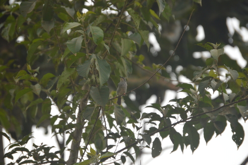 Gosling's Apalis