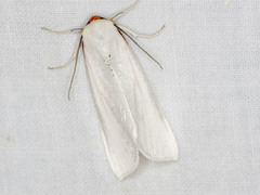 Thalaina selenaea