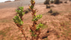 Centipeda thespidioides