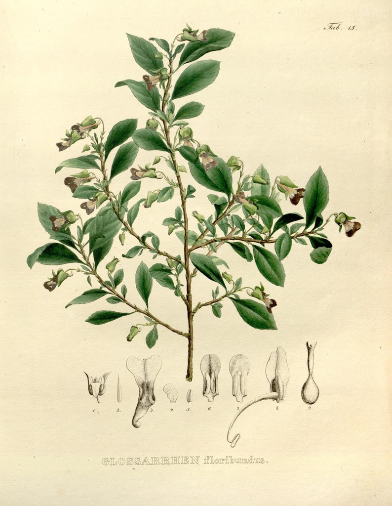 Schweiggeria