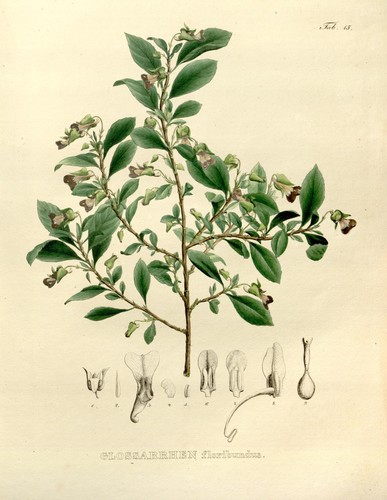 Género Schweiggeria · iNaturalist Mexico