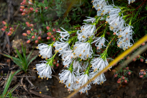 Andersonia aristata observed 2025-10-05