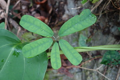 Lardizabalaceae