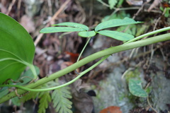 Lardizabalaceae