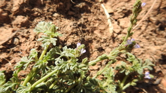 Verbena supina