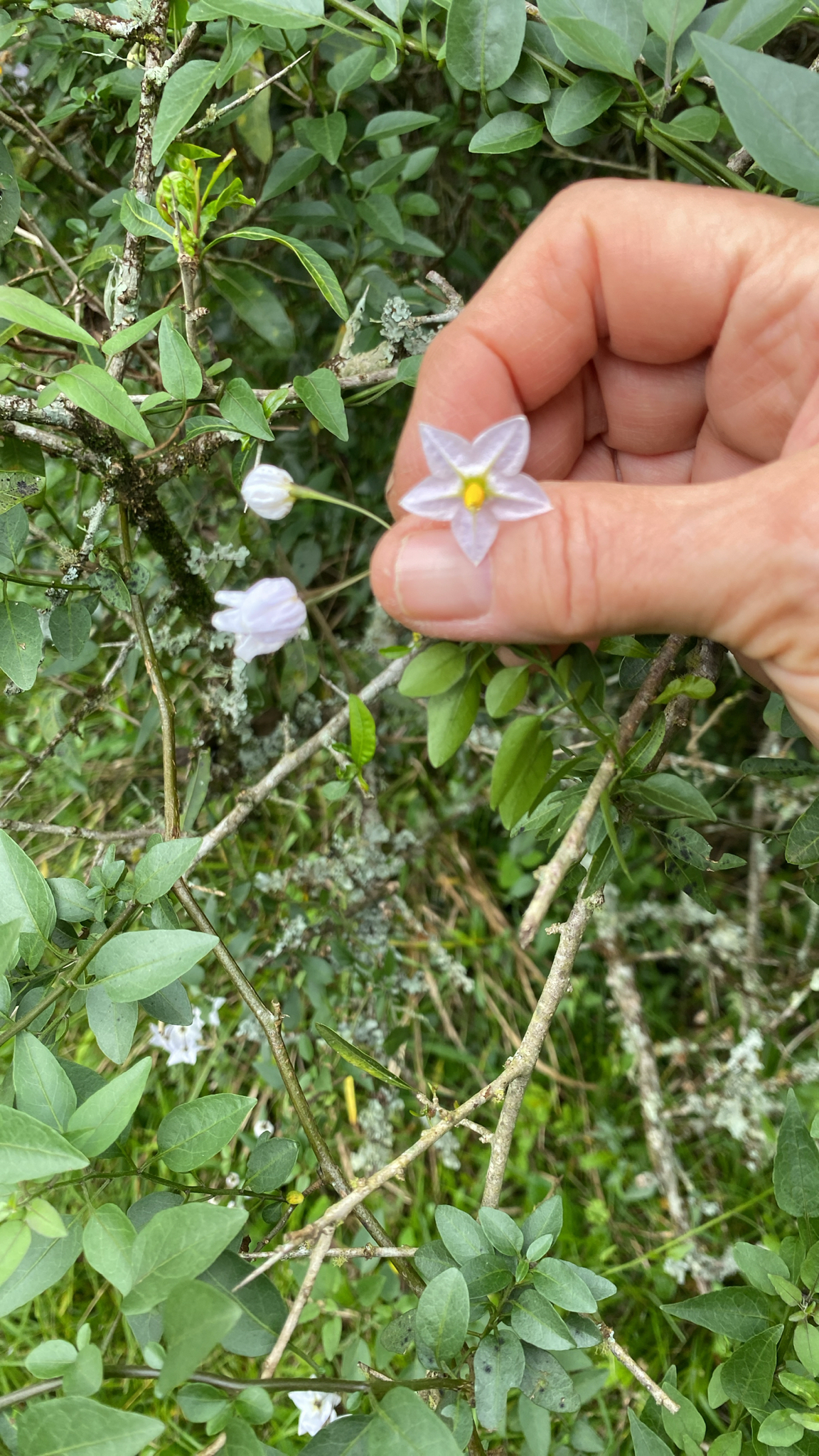 Solanum laxum