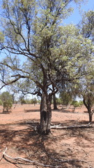 Alectryon oleifolius canescens