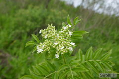 Sambucus australis