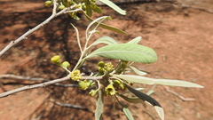 Alectryon oleifolius canescens