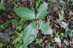 Chloranthus oldhamii