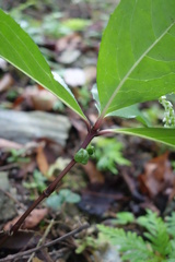 Chloranthus oldhamii