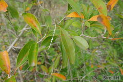 Citharexylum montevidense