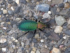 Carabus smaragdinus