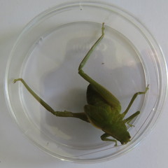 Paracaedicia serrata