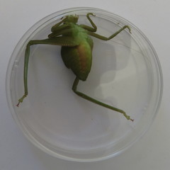 Paracaedicia serrata