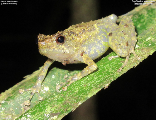 Moroke Rainforest Frog, Cophixalus verrucosus