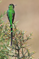 Green-Tailed Trainbearer photo 3