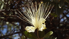 Capparis mitchellii