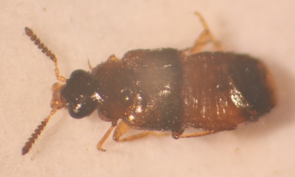 Gyrophaena congrua
