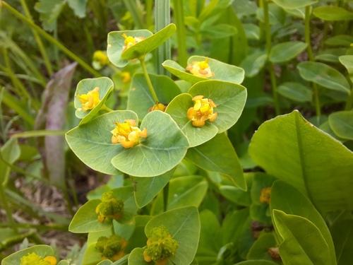 Euphorbia altaica