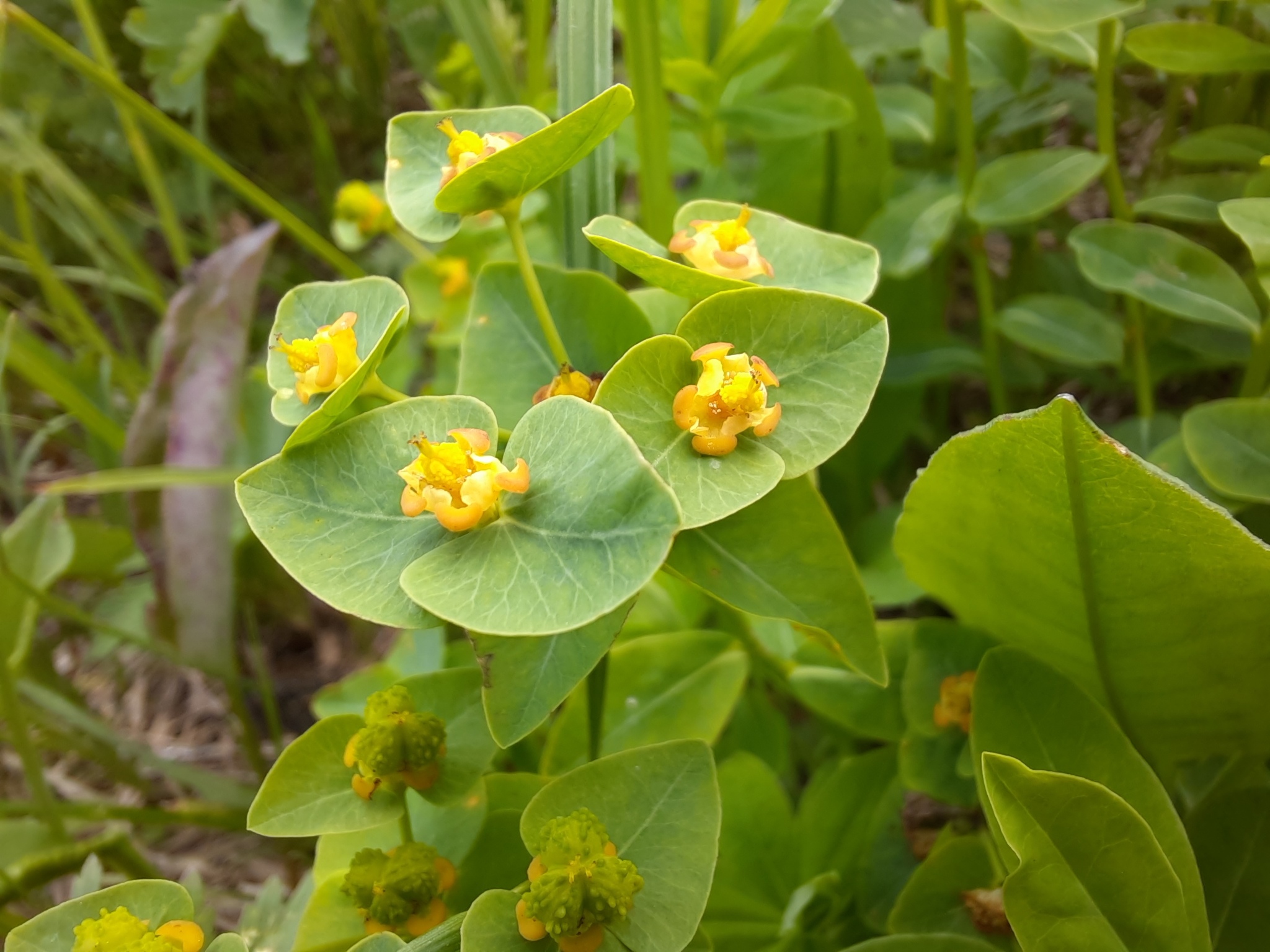 Euphorbia altaica