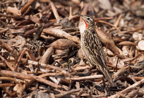 Rosy-throated Longclaw (Macronyx ameliae), photo 4