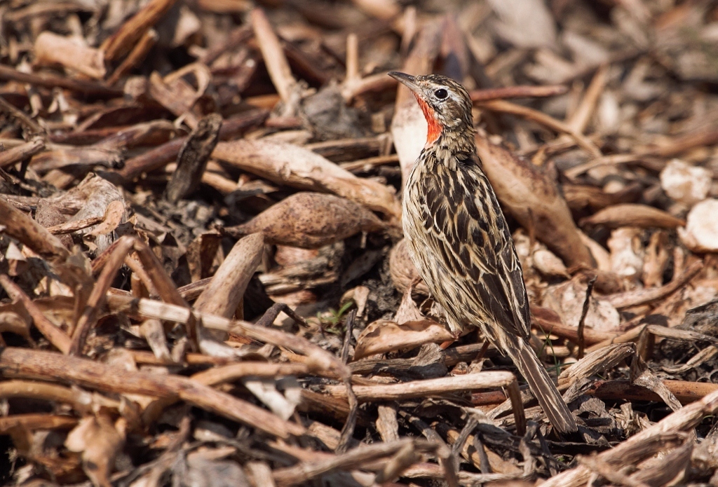 Rosy-throated Longclaw (Macronyx ameliae), photo 4