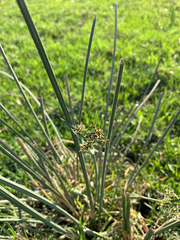 Cyperus sexangularis