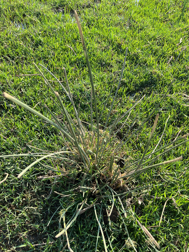 Cyperus sexangularis, photograph 2