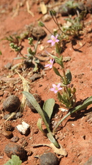 Schenkia spicata